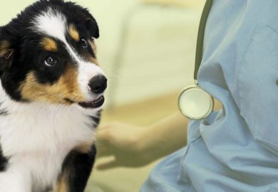 Les vétérinaires et les médecines douces