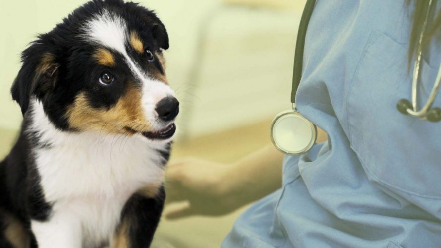 Les vétérinaires et les médecines douces